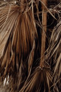 Kaboompics - Dried Palm Frond Texture with Hanging Leaves