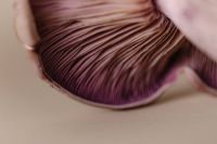 Kaboompics - Purple Gilled Wood Blewit Mushroom Close Up