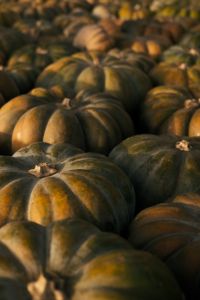 Kaboompics - Dark Green Pumpkins in Soft Focus