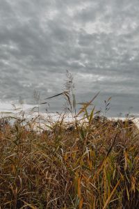 Kaboompics - Tall Autumn Reeds Against an Overcast Sky