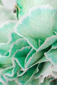 Kaboompics - Colorful carnations flowers - Dianthus caryophyllus