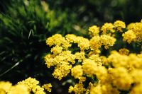 Kaboompics - Small yellow flowers