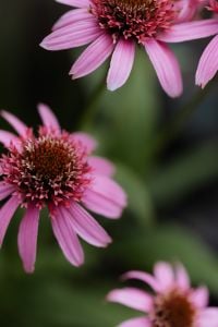 Kaboompics - Pink Coneflower with Soft Autumn Garden Bokeh