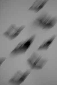 Kaboompics - Soft-Focus Bat Silhouettes in Motion