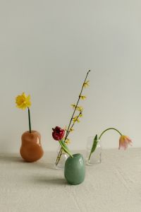 Kaboompics - Minimal Spring Floral Display With Long Stems and Soft Window Light
