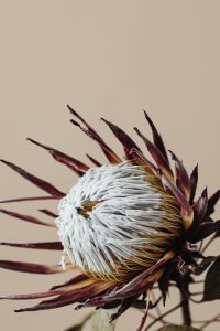 Kaboompics - Macro White Dried Protea Flower Center