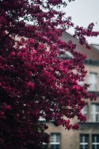 Kaboompics - Spring Blossoms Against Pale Sky and City Facade