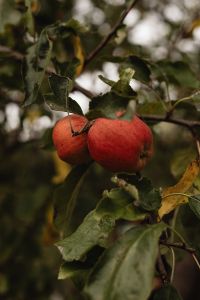 Kaboompics - Two Red Apples Growing on an Apple Tree