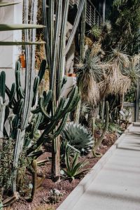 Kaboompics - Tall Cacti and Yucca Plants Along a Greenhouse Path