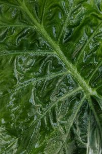 Kaboompics - Alocasia Green Leaf Texture Close-Up