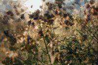 Kaboompics - Dried Seed Heads and Wildflowers in a Sunlit Greenhouse