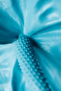 Kaboompics - Blue Anthurium Petal Texture in a Tight Macro Crop