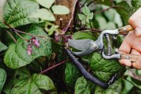 Kaboompics - Garden Pruning Shears Cutting a Purple Bean Plant