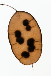 Kaboompics - Single Translucent Seed Pod With Organic Pattern Detail