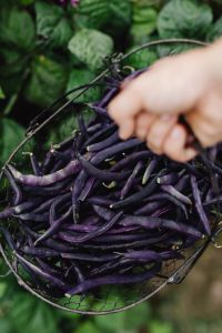 Kaboompics - Hand Gathering Purple Bean Pods From the Vine