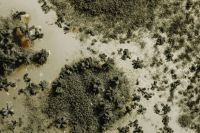 Kaboompics - Petri Dish with Fuzzy Green Mold Colony, Close-Up