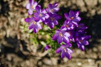 Kaboompics - Purple crocuses blooming in spring
