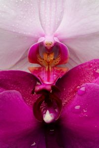 Kaboompics - Pink Orchid Center Macro Close Up With Water Drops