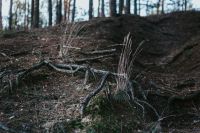 Kaboompics - Exposed Roots and Dry Grass on an Autumn Forest Floor