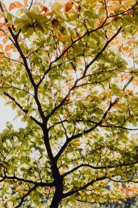 Kaboompics - Looking Up Through a Light Autumn Tree Canopy