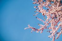 Kaboompics - Cherry Plum Blossom Branches with Blue Sky Copy Space
