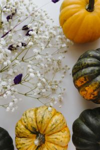Kaboompics - Pumpkin and Dried Flower Border With Copy Space