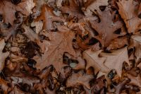 Kaboompics - Autumn leaves - shades of brown