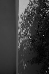 Kaboompics - Black and White Olive Tree Shadow on White Wall, Moody Street