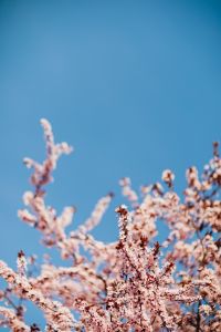 Kaboompics - Blurred Cherry Plum Blossoms along a Clear Blue Sky