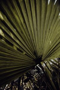 Kaboompics - Close-Up Fan Palm Fronds Forming a Tropical Leaf Texture