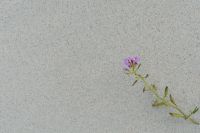 Kaboompics - Small Purple Wildflower on Pale Sand, Minimal Coastal Background with Copy Space