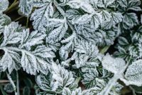 Kaboompics - Frost-Covered Green Leaves Close-Up for Winter Nature Backgrounds