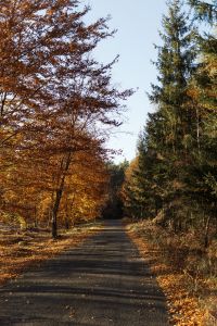Kaboompics - Empty Asphalt Road Through a Colorful Autumn Forest