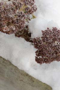 Kaboompics - Frosted Brown Flower Cluster Resting on Fresh Snow