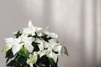 Kaboompics - Poinsettia with White Paper Tree and Snowflake