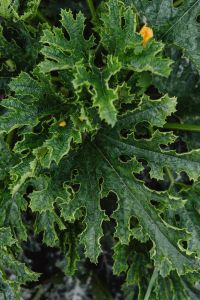 Kaboompics - Macro Close-Up of Textured Squash Leaves in a Vegetable Garden