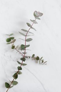 Eucalyptus