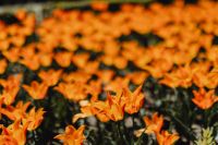 Kaboompics - Orange Tulip Bloom Detail Against Garden Foliage
