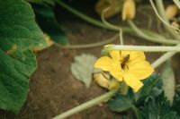 Kaboompics - Bee Pollinating Cucumber Blossom