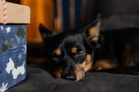 Kaboompics - Christmas gifts for a cute little dog