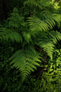 Kaboompics - Close-Up Green Ferns and Forest Ground Cover