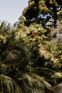 Kaboompics - Vertical Palm Canopy with Dense Garden Leaves