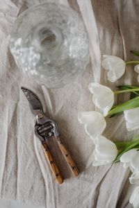 Kaboompics - White Tulip Blooms Beside a Textured Glass Vase and Pruning Shears
