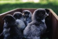 Kaboompics - Black baby chicks