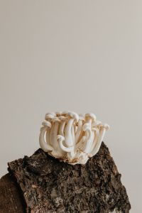 Kaboompics - Minimal Mushroom and Grape Still Life with Bark