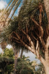 Kaboompics - Yucca Tree and Palms in Garden
