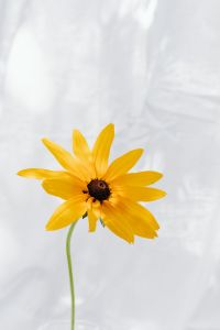 Kaboompics - Single Yellow Rudbeckia Bloom Against Soft White Curtains