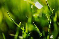 Kaboompics - Lone Curved Grass Blade with Bright Bokeh, Minimal Spring Lawn Macro Background
