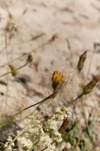 Kaboompics - Wild Coastal Flowers With Dandelion Seed Head on Sand Dune