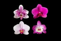 Kaboompics - Pink And White Orchid Set Isolated On Black Background